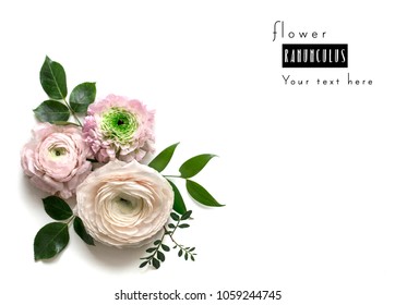 Composition from pink Ranunculus on white background with space for text. Floral background. Top view. Copy space. Mock-up