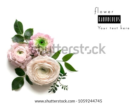 Composition from pink Ranunculus on white background with space for text. Floral background. Top view. Copy space. Mock-up
