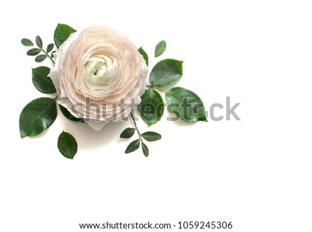 Composition from pink Ranunculus on white background with space for text. Floral background. Top view. Copy space. Mock-up