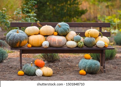 Composition With Pumpkins On Wooden Bench, Many Different Multicolor Pumpkins On Ground, Lawn. Original Photo, Daylight, Outdoors And Space. Halloween Preparation