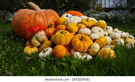 A composition of pumpkins of various sizes, shapes, and colors against a backdrop of green grass. The pumpkins are densely packed together. The photo is taken at eye level, close-up.