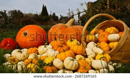 A composition of pumpkins of various sizes, shapes, and colors against a backdrop of green grass. The pumpkins are densely packed together. The photo is taken at eye level, close-up.