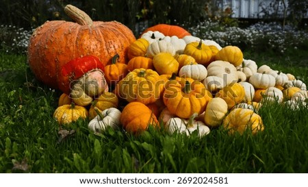 A composition of pumpkins of various sizes, shapes, and colors against a backdrop of green grass. The pumpkins are densely packed together. The photo is taken at eye level, close-up.