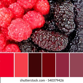 Composition "Red raspberry and dark mulberry in the form of Yin Yang"  in a colour palette with complimentary colour swatches. Healthy food.                            