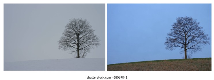 Composition Of The Same Tree In Different Seasons