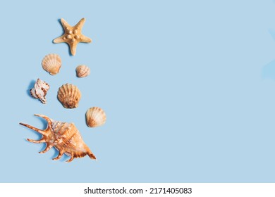 Composition with sea shell and starfish on blue minimal background. Summer frame concept, travel vacation pattern. Ocean shells isolated, marine set. Flat lay, top view, place for text, copy space
