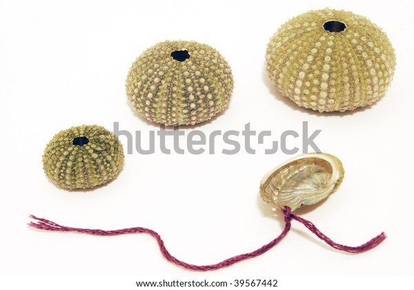 Composition Sea Urchin Shells Miscellaneous Objects Stock Image