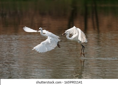 Composition Of A Sequence Of Flying Bird Take Off With Fish In Beak In Lake, Great White Egret Fly Over Water And Catch Fresh Fish.