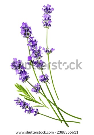A composition of several lavender flowers isolated on a white background.