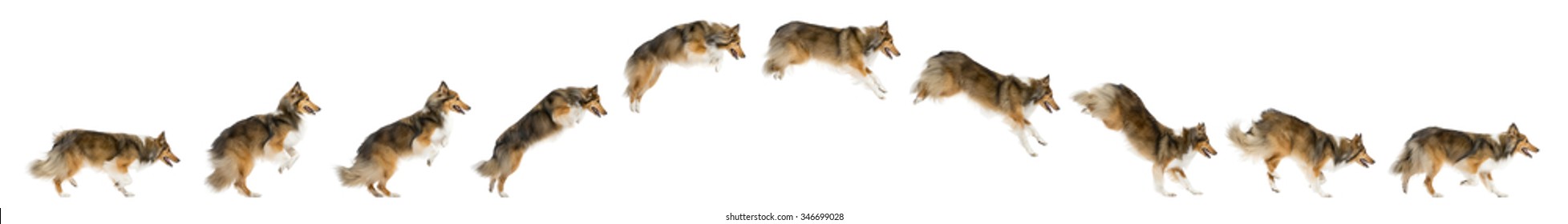 Composition of a Shetland Sheepdog jumping in front of a white background