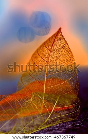 Similar – Image, Stock Photo autumn Nature Plant Autumn