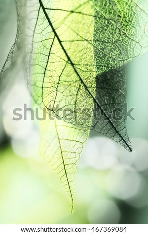 Foto Bild Biergartenzeit Sommer