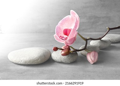 Composition with spa stones, orchid pink flower on grey background. Spa concept.