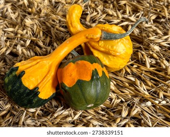 A composition of three multicolored decorative pumpkins against a background of oat and wheat ears. Close-up, front view.