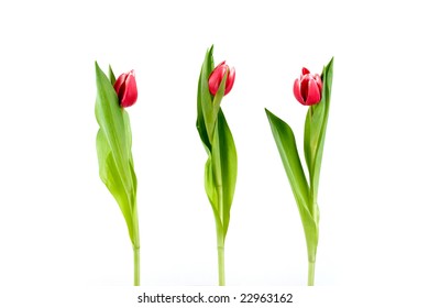 Our Time Lapse Photo Sequence Tulips Go >> Stages Growth Tulips On White Background Stock Photo Edit Now Our Time Lapse Photo Sequence Tulips Go >> Stages Growth Tulips On White Background Stock Photo Edit Now