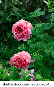 an composition of two delicate roses on green leales background