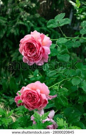 an composition of two delicate roses on green leales background
