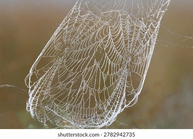A composition of two frames featuring a Spider Web covered in morning dewdrops, isolated on a blurred background.