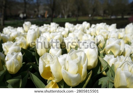 Composition of white tulips.
Lot's of sunlight and deep shadows.
picture has nice perspective, much depth.
highres .                             