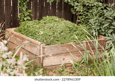 Compost Bin with Mowed Grass. Mowing Grass in Composter Pile Recycling for Eco Fertiliser. Organic Waste in Compost Heap.