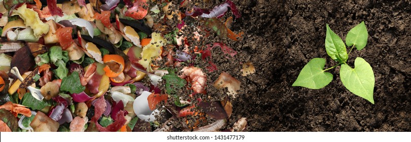 Compost And Composted Soil Cycle As A Composting Pile Of Rotting Kitchen Scraps With Fruits And Vegetable Garbage Waste Turning Into Organic Fertilizer Earth With A Growing Young Plant As A Composite.