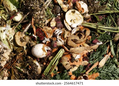 Compost. Compost and composted soil cycle as a composting pile of rotting kitchen scraps with fruits and vegetable garbage waste turning into organic fertilizer earth