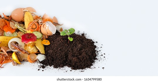 Compost From Fruits, Vegetable Scraps And Plant Sprout In Ground. Waste For Recycling. Food Waste, Environmentally Responsible Behavior Concept. Copy Space