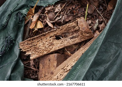 Compost  Of Green Waste In The Garden