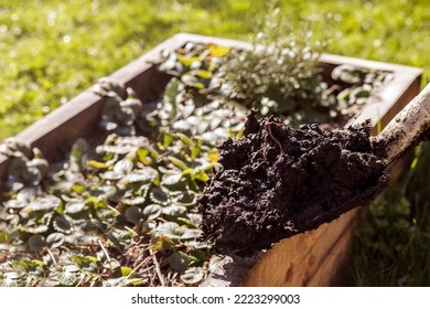 Compost, Humus, Manure, Fertilizer, Composting, Fertilizing To Raised Bed. Eco Growing Cultivation Concept