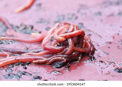 Compost Manure Worm, Red Eisenia Fetida