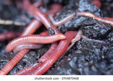 Compost Manure Worm Red Eisenia Fetida