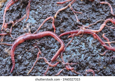 Compost Manure Worm Red Eisenia Fetida