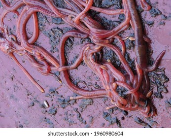 Compost Manure Worm Red Eisenia Fetida