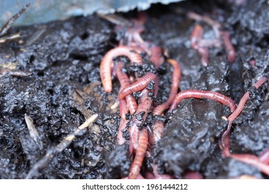 Compost Manure Worm Red Eisenia Fetida