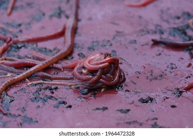 Compost Manure Worm Red Eisenia Fetida