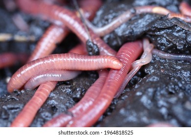 Compost Manure Worm Red Eisenia Fetida