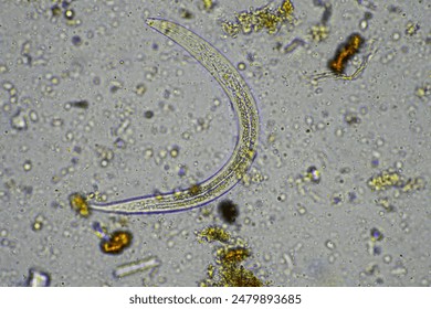 compost microorganisms under a microscope including amoeba, flagellates, nematodes, fungi, bacteria