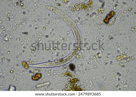compost microorganisms under a microscope including amoeba, flagellates, nematodes, fungi, bacteria