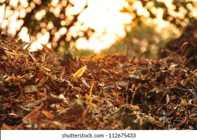 Compost, Organic Natural Leaves.