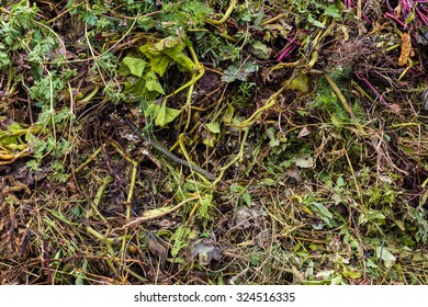 Compost Pile