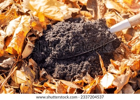 Compost Pile Soil on Shovel from Rotting Fallen Leaves in Autumn. Recycling Garden Waste Yellow Fall Leaves at Organic Fertilizer. Autumn Composting Heap.