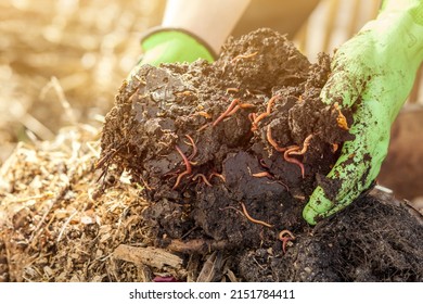 Compost with Worms from Organic Waste on Compost Heap. Bio Humus, Zero Waste, Eco Friendly, Waste Recycling Concept. Close up.