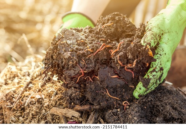 Compost with Worms from Organic Waste on Compost\
Heap. Bio Humus, Zero Waste, Eco Friendly, Waste Recycling Concept.\
Close up.
