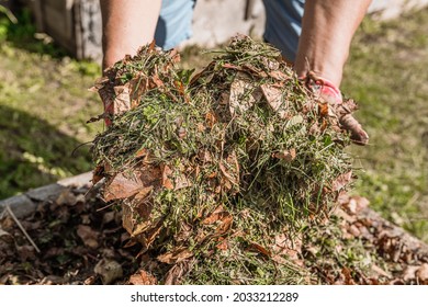 Composting Of Cut Grass And Fallen Leaves To Enrich Soil. Gardener's Hands Holding Compost Mulch