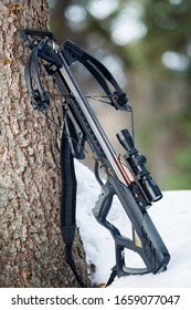 Compound Crossbow With Hunting Arrow Leaning Against A Tree.