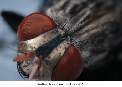 The Compound Eye of the Fly: A Close-Up Study of Ocular and Mouthpart Anatomy in Diptera