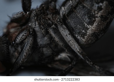 The Compound Eye of the Fly: A Close-Up Study of Ocular and Mouthpart Anatomy in Diptera