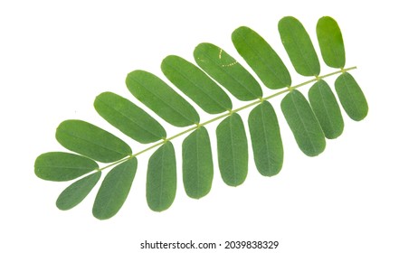 compound leaf green Amla leaves isolated on white background. This has clipping path.