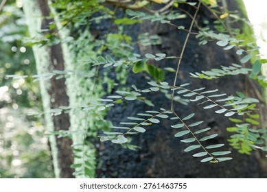 Compound leaflets drift before a shadowed mossy trunk. Airy branchlets frame dark bark with luminous forest bokeh. Soft focus greenery balances delicate stems and woodland depth