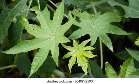 361 Palmately Compound Leaves Images, Stock Photos & Vectors | Shutterstock